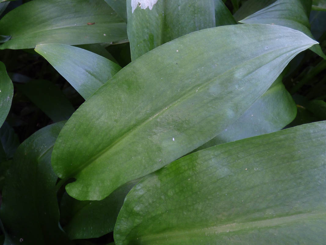 Allium ursinum